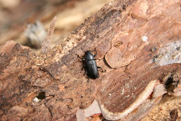 Štiavnické vrchy, Voznica env., 18.5.2015
Lesostepní formace na jižním svahu mezi vrchy Ferencky a Kojatín. Potemník Menephilus cylindricus.



Klíčová slova: Štiavnické vrchy Voznica vrch Ferencky Kojatín Menephilus cylindricus