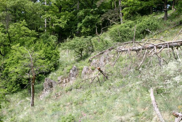 Štiavnické vrchy, Voznica env., 18.5.2015
Lesostepní formace na jižním svahu mezi vrchy Ferencky a Kojatín.



Klíčová slova: Štiavnické vrchy Voznica vrch Ferencky Cardiophorus erichsoni nigerrimus