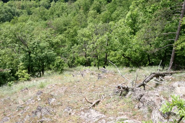 Štiavnické vrchy, Voznica env., 18.5.2015
Lesostepní formace na jižním svahu mezi vrchy Ferencky a Kojatín.


Klíčová slova: Štiavnické vrchy Voznica vrch Ferencky Lacon lepidopterus
