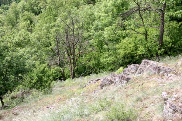 Štiavnické vrchy, Voznica env., 18.5.2015
Lesostepní formace na jižním svahu mezi vrchy Ferencky a Kojatín.



Klíčová slova: Štiavnické vrchy Voznica vrch Ferencky Quasimus minutissimus