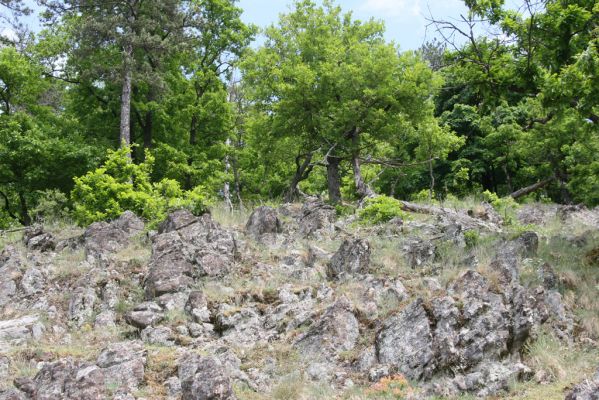 Štiavnické vrchy, Voznica env., 18.5.2015
Lesostepní formace na jižním svahu mezi vrchy Ferencky a Kojatín.
 

Klíčová slova: Štiavnické vrchy Voznica vrch Ferencky Cardiophorus erichsoni nigerrimus