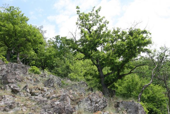 Štiavnické vrchy, Voznica env., 18.5.2015
Lesostepní formace na jižním svahu mezi vrchy Ferencky a Kojatín.



Klíčová slova: Štiavnické vrchy Voznica vrch Ferencky Cardiophorus erichsoni