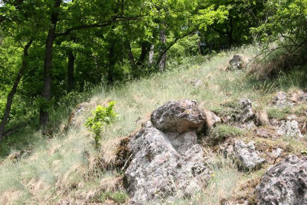 Štiavnické vrchy, Voznica env., 18.5.2015
Lesostepní formace na jižním svahu mezi vrchy Ferencky a Kojatín.



Klíčová slova: Štiavnické vrchy Voznica vrch Ferencky Quasimus minutissimus