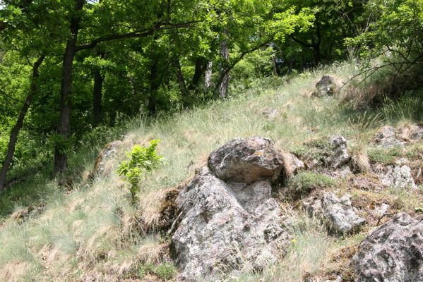 Štiavnické vrchy, Voznica env., 18.5.2015
Lesostepní formace na jižním svahu mezi vrchy Ferencky a Kojatín.



Keywords: Štiavnické vrchy Voznica vrch Ferencky Quasimus minutissimus