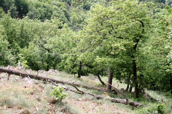 Štiavnické vrchy, Voznica env., 18.5.2015
Lesostepní formace na jižním svahu mezi vrchy Ferencky a Kojatín.



Klíčová slova: Štiavnické vrchy Voznica vrch Ferencky Lacon lepidopterus