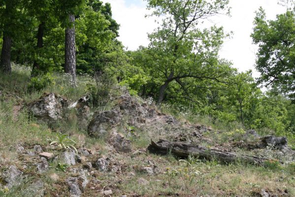 Štiavnické vrchy, Voznica env., 18.5.2015
Lesostepní formace na jižním svahu mezi vrchy Ferencky a Kojatín.



Klíčová slova: Štiavnické vrchy Voznica vrch Ferencky Cardiophorus erichsoni nigerrimus