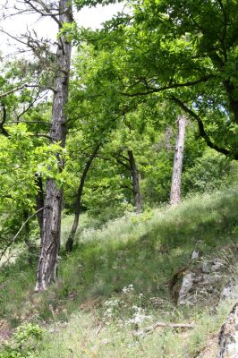 Štiavnické vrchy, Voznica env., 18.5.2015
Lesostepní formace na jižním svahu mezi vrchy Ferencky a Kojatín.



Klíčová slova: Štiavnické vrchy Voznica vrch Ferencky