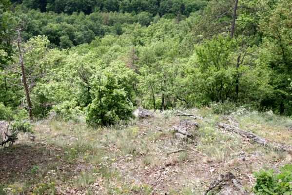 Štiavnické vrchy, Voznica env., 18.5.2015
Lesostepní formace na jižním svahu mezi vrchy Ferencky a Kojatín.



Klíčová slova: Štiavnické vrchy Voznica vrch Ferencky