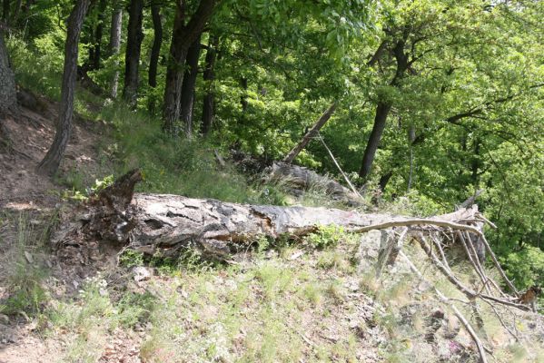 Štiavnické vrchy, Voznica env., 18.5.2015
Lesostepní formace na jižním svahu mezi vrchy Ferencky a Kojatín. Na borovicích zde žije i krasec Phaenops cyanea. 



Klíčová slova: Štiavnické vrchy Voznica vrch Ferencky Kojatín Menephilus cylindricus Phaenops cyanea