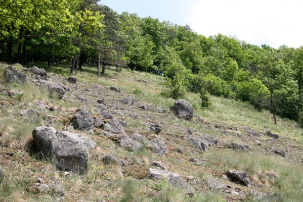 Štiavnické vrchy, Voznica env., 18.5.2015
Lesostepní formace na jižním svahu mezi vrchy Ferencky a Kojatín. Biotop potemníka Oodescelis polita.


Klíčová slova: Štiavnické vrchy Voznica vrch Ferencky Kojatín Oodescelis polita