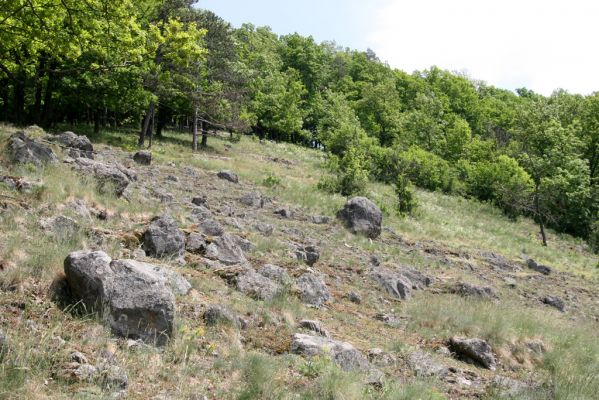 Štiavnické vrchy, Voznica env., 18.5.2015
Lesostepní formace na jižním svahu mezi vrchy Ferencky a Kojatín. Biotop potemníka Oodescelis polita.


Keywords: Štiavnické vrchy Voznica vrch Ferencky Kojatín Oodescelis polita