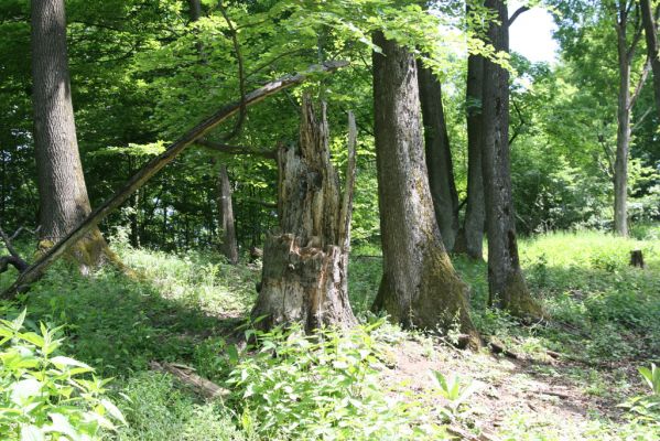 Štiavnické vrchy, Voznica env., 18.5.2015
Zalesněný hřbet mezi vrchy Ferencky a Kojatín. Bukový pahýl ze kterého byl sklepnut Lacon querceus.
Schlüsselwörter: Štiavnické vrchy Voznica vrch Ferencky Lacon querceus Nothodes parvulus