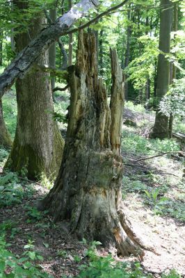 Štiavnické vrchy, Voznica env., 18.5.2015
Zalesněný hřbet mezi vrchy Ferencky a Kojatín. Bukový pahýl ze kterého byl sklepnut Lacon querceus.



Klíčová slova: Štiavnické vrchy Voznica vrch Ferencky Kojatín Lacon querceus