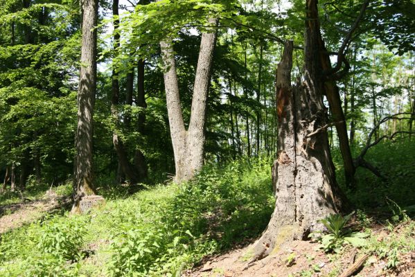 Štiavnické vrchy, Voznica env., 18.5.2015
Zalesněný hřbet mezi vrchy Ferencky a Kojatín.



Klíčová slova: Štiavnické vrchy Voznica vrch Ferencky Kojatín Lacon querceus Nothodes parvulus