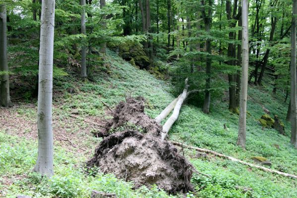 Štiavnické vrchy, Voznica env., 18.5.2015
Skalnatý zalesněný hřbet na západním úpatí Kojatína. Světlina polomu hostila kovaříky Agriotes pilosellus, Pseudanostirus globicollis, Athous vittatus, A. haemorrhoidalis a A. subfuscus, Ampedus pomorum a A. rufipennis.
Klíčová slova: Štiavnické vrchy Voznica vrch Kojatín Agriotes pilosellus Pseudanostirus globicollis Athous vittatus haemorrhoidalis subfuscus Ampedus pomorum rufipennis