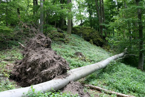 Štiavnické vrchy, Voznica env., 18.5.2015
Skalnatý zalesněný hřbet na západním úpatí Kojatína. Světlina polomu hostila kovaříky Agriotes pilosellus, Pseudanostirus globicollis, Athous vittatus, A. haemorrhoidalis a A. subfuscus, Ampedus pomorum a A. rufipennis.



Klíčová slova: Štiavnické vrchy Voznica vrch Kojatín Agriotes pilosellus Pseudanostirus globicollis Athous vittatus haemorrhoidalis subfuscus Ampedus pomorum rufipennis