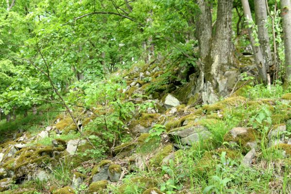 Štiavnické vrchy, Voznica env., 18.5.2015
Les na západním svahu Kojatína. Biotop kovaříků Idolus picipennis, Porthmidius austriacus a Pseudanostirus globicollis.

Klíčová slova: Štiavnické vrchy Voznica vrch Kojatín Idolus picipennis Porthmidius austriacus Pseudanostirus globicollis