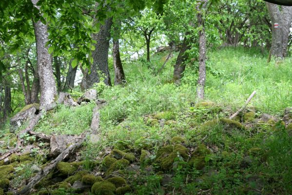 Štiavnické vrchy, Voznica env., 18.5.2015
Les na západním svahu Kojatína. Biotop kovaříků Idolus picipennis, Porthmidius austriacus a Pseudanostirus globicollis.


Klíčová slova: Štiavnické vrchy Voznica vrch Kojatín Idolus picipennis Porthmidius austriacus Pseudanostirus globicollis