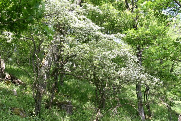 Štiavnické vrchy, Voznica env., 18.5.2015
Západní hřbet Kojatína. Kvetoucí hlohy lákají množství druhů kovaříků, zde Ampedus pomorum,A. nigerrimus, Megapenthes lugens, Procraerus tibialis, Limonius minutus, L. poneli, Prosternon tessellatum, Pseudanostirus globicollis a Idolus picipennis. 

Schlüsselwörter: Štiavnické vrchy Voznica vrch Kojatín Ampedus pomorum nigerrimus Megapenthes lugens Procraerus tibialis Limonius minutus poneli Prosternon tessellatum Pseudanostirus globicollis Idolus picipennis