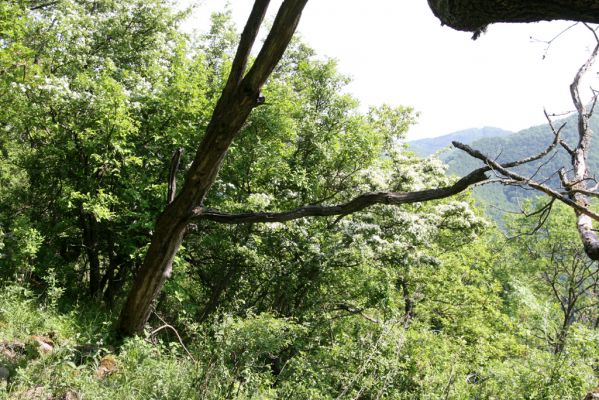 Štiavnické vrchy, Voznica env., 18.5.2015
Západní hřbet Kojatína. Kvetoucí hlohy lákají množství druhů kovaříků, zde Ampedus pomorum,A. nigerrimus, Megapenthes lugens, Procraerus tibialis, Limonius minutus, L. poneli, Prosternon tessellatum, Pseudanostirus globicollis a Idolus picipennis. 



Schlüsselwörter: Štiavnické vrchy Voznica vrch Kojatín Ampedus pomorum nigerrimus Megapenthes lugens Procraerus tibialis Limonius minutus poneli Prosternon tessellatum Pseudanostirus globicollis Idolus picipennis