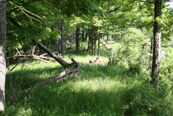 Štiavnické vrchy, Voznica env., 18.5.2015
Les na západním hřbetu Kojatína.



Klíčová slova: Štiavnické vrchy Voznica vrch Kojatín Pseudanostirus globicollis