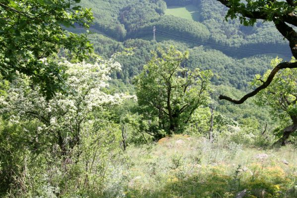 Štiavnické vrchy, Voznica env., 18.5.2015
Západní hřbet Kojatína. Kvetoucí hlohy lákají množství druhů kovaříků, zde Ampedus pomorum,A. nigerrimus, Megapenthes lugens, Procraerus tibialis, Limonius minutus, L. poneli, Prosternon tessellatum, Pseudanostirus globicollis a Idolus picipennis. 


Keywords: Štiavnické vrchy Voznica vrch Kojatín Ampedus pomorum nigerrimus Megapenthes lugens Procraerus tibialis Limonius minutus poneli Prosternon tessellatum Pseudanostirus globicollis Idolus picipennis