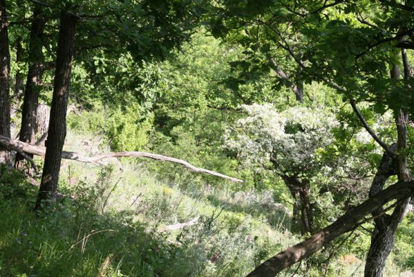 Štiavnické vrchy, Voznica env., 18.5.2015
Západní hřbet Kojatína. Kvetoucí hlohy lákají množství druhů kovaříků, zde Ampedus pomorum,A. nigerrimus, Megapenthes lugens, Procraerus tibialis, Limonius minutus, L. poneli, Prosternon tessellatum, Pseudanostirus globicollis a Idolus picipennis.  



Klíčová slova: Štiavnické vrchy Voznica vrch Kojatín Ampedus pomorum nigerrimus Megapenthes lugens Procraerus tibialis Limonius minutus poneli Prosternon tessellatum Pseudanostirus globicollis Idolus picipennis