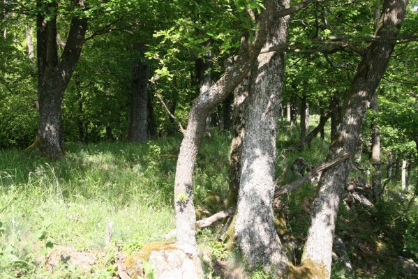 Štiavnické vrchy, Voznica env., 18.5.2015
Les na západním hřbetu Kojatína.



Klíčová slova: Štiavnické vrchy Voznica vrch Kojatín Pseudanostirus globicollis