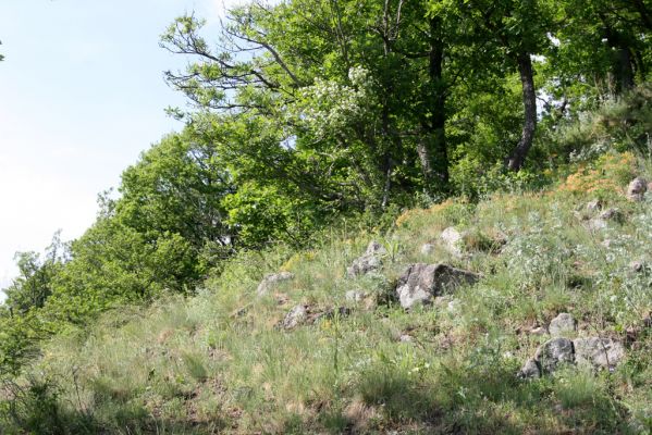 Štiavnické vrchy, Voznica env., 18.5.2015
Lesostepní formace na vrcholu Kojatína. 


Klíčová slova: Štiavnické vrchy Voznica vrch Kojatín