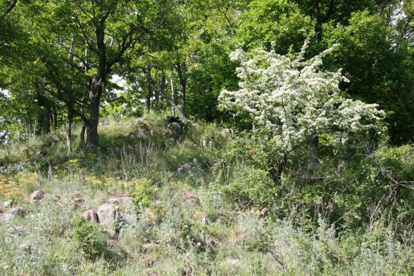 Štiavnické vrchy, Voznica env., 18.5.2015
Lesostepní formace na vrcholu Kojatína. 



Klíčová slova: Štiavnické vrchy Voznica vrch Kojatín