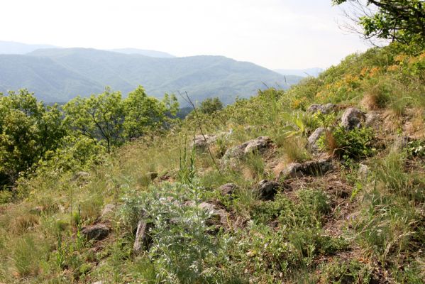 Štiavnické vrchy, Voznica env., 18.5.2015
Lesostepní formace na vrcholu Kojatína. Pohled nas vrch Drastavica.
Klíčová slova: Štiavnické vrchy Voznica vrch Kojatín Drastavica