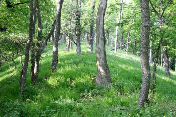 Štiavnické vrchy, Voznica env., 18.5.2015
Les na jižním hřbetu Kojatína.


Klíčová slova: Štiavnické vrchy Voznica vrch Kojatín Pseudanostirus globicollis