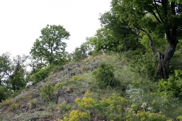 Štiavnické vrchy, Voznica env., 18.5.2015
Lesostepní formace na jižním hřbetu Kojatína.



Schlüsselwörter: Štiavnické vrchy Voznica vrch Kojatín Melanotus tenebrosus
