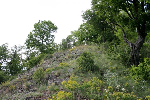 Štiavnické vrchy, Voznica env., 18.5.2015
Lesostepní formace na jižním hřbetu Kojatína.



Keywords: Štiavnické vrchy Voznica vrch Kojatín Melanotus tenebrosus