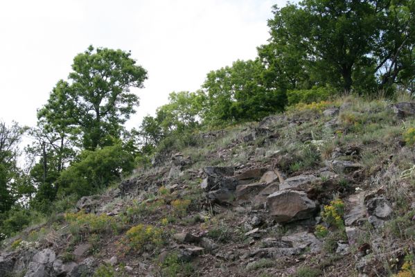 Štiavnické vrchy, Voznica env., 18.5.2015
Lesostepní formace na jižním hřbetu Kojatína.



Klíčová slova: Štiavnické vrchy Voznica vrch Kojatín Melanotus tenebrosus
