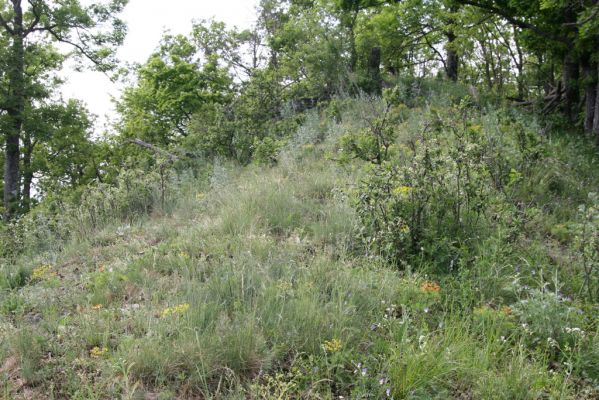 Štiavnické vrchy, Voznica env., 18.5.2015
Lesostepní formace na jižním hřbetu Kojatína. Biotop kovaříka Melanotus tenebrosus.



Klíčová slova: Štiavnické vrchy Voznica vrch Kojatín Melanotus tenebrosus