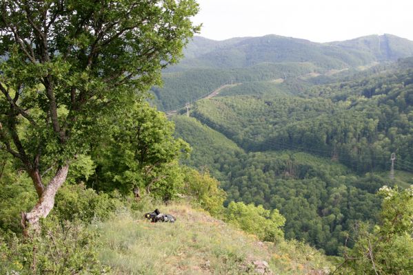 Štiavnické vrchy, Voznica env., 18.5.2015
Lesostepní formace na jižním hřbetu Kojatína. 



Klíčová slova: Štiavnické vrchy Voznica vrch Kojatín Melanotus tenebrosus