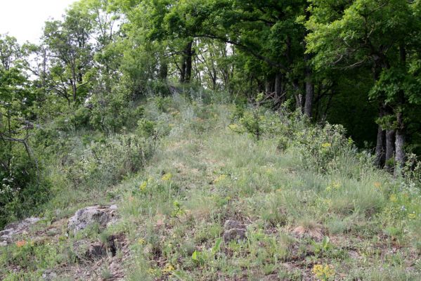 Štiavnické vrchy, Voznica env., 18.5.2015
Lesostepní formace na jižním hřbetu Kojatína. Biotop kovaříka Melanotus tenebrosus.


Schlüsselwörter: Štiavnické vrchy Voznica vrch Kojatín Melanotus tenebrosus