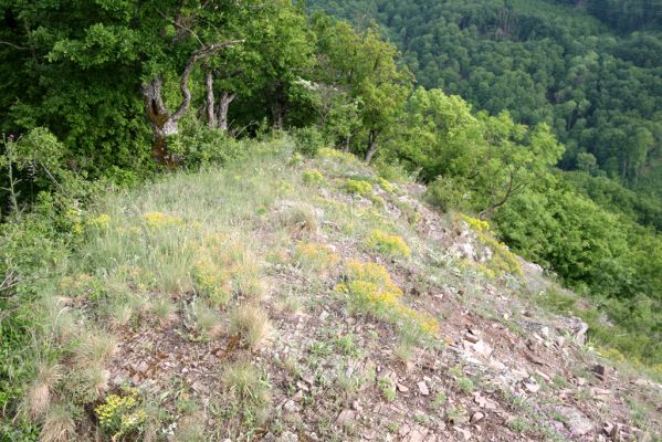 Štiavnické vrchy, Voznica env., 18.5.2015
Lesostepní formace na jižním hřbetu Kojatína.


Klíčová slova: Štiavnické vrchy Voznica vrch Kojatín Melanotus tenebrosus
