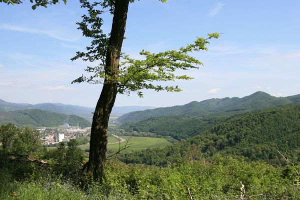 Štiavnické vrchy, Voznica env., 18.5.2015
Holoseč na východním hřbetu vrchu Ferencky, pohled na Žarnovici. Z větve tohoto buku jsem sklepnul kovaříka Brachygonus bouyoni.



Schlüsselwörter: Štiavnické vrchy Voznica vrch Ferencky Žarnovica Brachygonus bouyoni Melanotus villosus