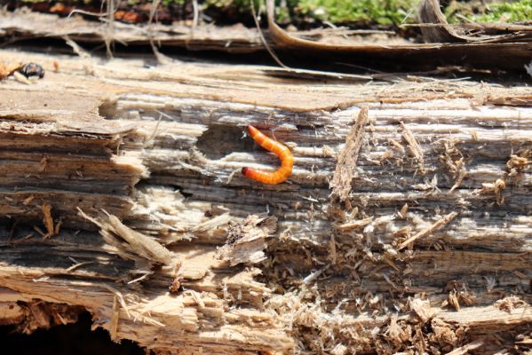 Vracov, 27.2.2019
Lužní les u Moravy. Larva kovaříka Ectamenogonus montandoni v trouchnivém dřevě topolu.
Mots-clés: Vracov lužní les Ectamenogonus montandoni