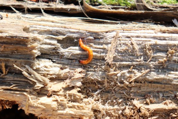 Vracov, 27.2.2019
Lužní les u Moravy. Larva kovaříka Ectamenogonus montandoni v trouchnivém dřevě topolu.
Schlüsselwörter: Vracov lužní les Ectamenogonus montandoni