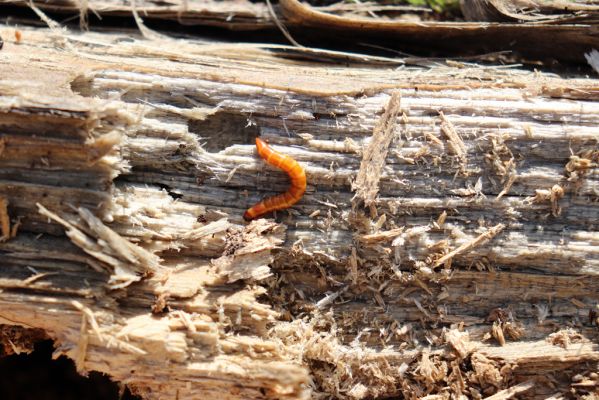 Vracov, 27.2.2019
Lužní les u Moravy. Larva kovaříka Ectamenogonus montandoni v trouchnivém dřevě topolu.
Keywords: Vracov lužní les Ectamenogonus montandoni