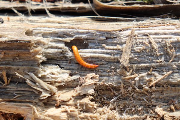 Vracov, 27.2.2019
Lužní les u Moravy. Larva kovaříka Ectamenogonus montandoni v trouchnivém dřevě topolu.
Klíčová slova: Vracov lužní les Ectamenogonus montandoni