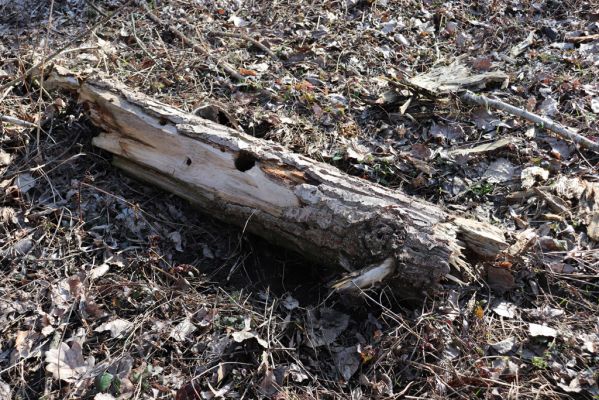 Vracov, 27.2.2019
Lužní les u Moravy. Odlomený kus topolu osídlený kovaříky Ectamenogonus montandoni.
Schlüsselwörter: Vracov lužní les Ectamenogonus montandoni