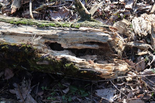 Vracov, 27.2.2019
Lužní les u Moravy. Odlomený kus topolu osídlený kovaříky Ectamenogonus montandoni.
Schlüsselwörter: Vracov lužní les Ectamenogonus montandoni