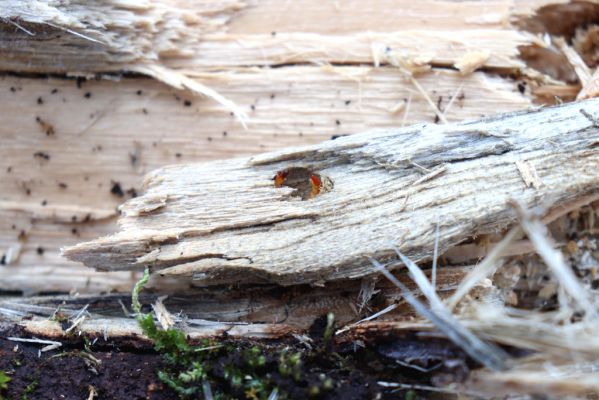 Vracov, 27.2.2019
Lužní les u Moravy. Larva kovaříka Ectamenogonus montandoni v trouchnivém dřevě topolu.
Mots-clés: Vracov lužní les Ectamenogonus montandoni