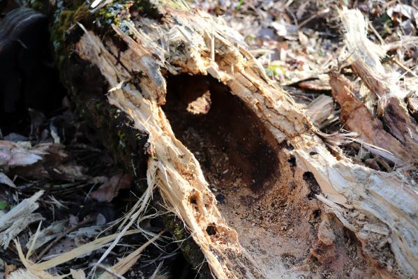 Vracov, 27.2.2019
Lužní les u Moravy. Odlomený kus topolu osídlený kovaříky Ectamenogonus montandoni.
Klíčová slova: Vracov lužní les Ectamenogonus montandoni