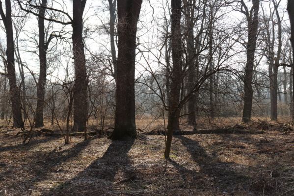 Vracov, 27.2.2019
Oskovec - lužní les u Moravy.
Schlüsselwörter: Vracov lužní les Brachygonus ruficeps