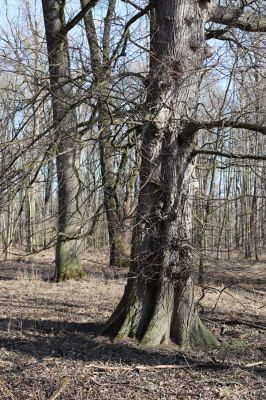 Vracov, 27.2.2019
Oskovec - lužní les u Moravy.
Klíčová slova: Vracov lužní les Brachygonus ruficeps